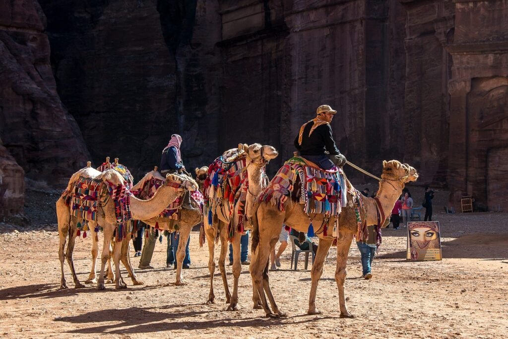jordan, petra, camels, nature, dromedary, desert, tourism